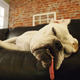 Illustration for article titled 39 *Scratchy Scratchy* Photos of Dogs